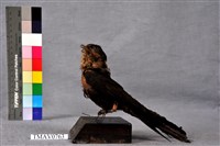 藏品(叉尾雨燕)的圖片